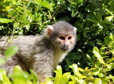 squirrel monkey