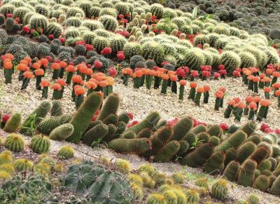 different cactuses in open space different cactuses in open space