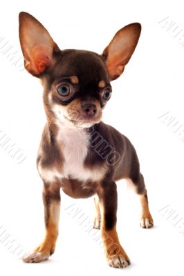 puppy chihuahua puppy chihuahua