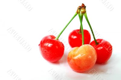 Red cherry fruits on a white background