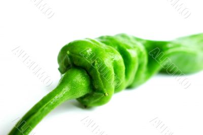 Green pepper