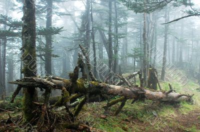 Virgin forest in a foggy morning