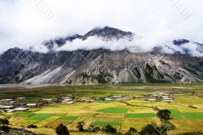 Landscape of wheat fields