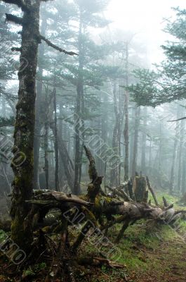 Virgin forest in a foggy morning