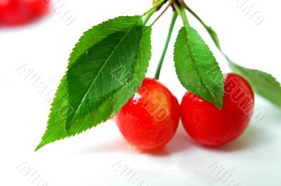 Red cherry fruits on a white background