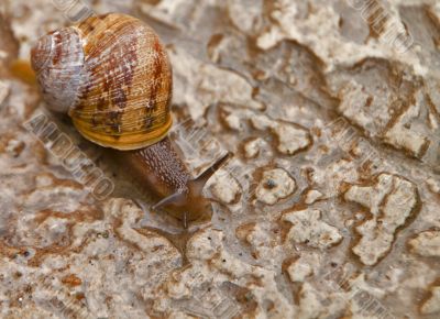 snail