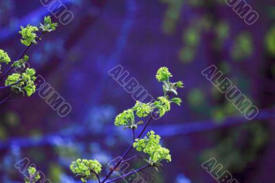 spring leaves spring leaves