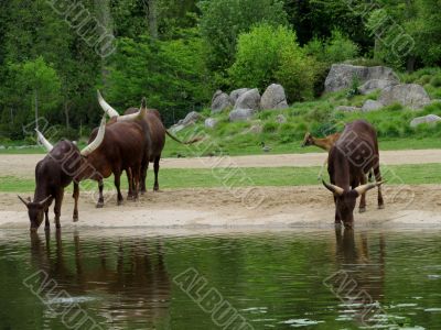 bulls at the watering