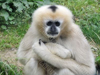  White Gibbon