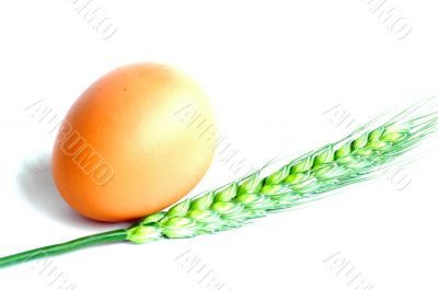 Egg and wheat