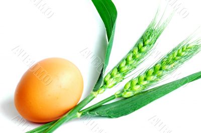 Egg and wheat