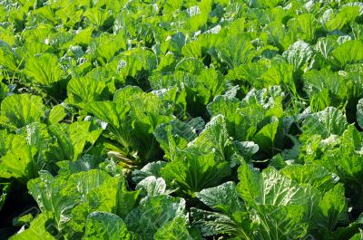 Celery cabbage