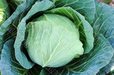 Celery cabbage