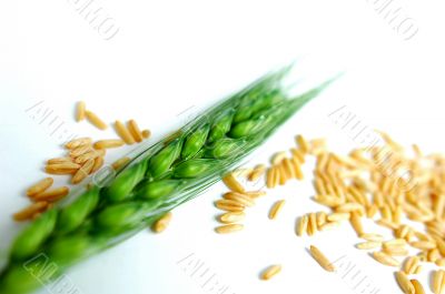 Green wheat ears Green wheat ears