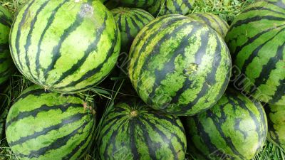 Watermelon Watermelon