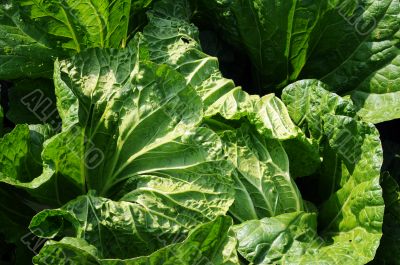 Celery cabbage