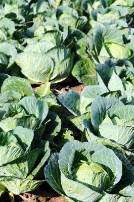 Celery cabbage