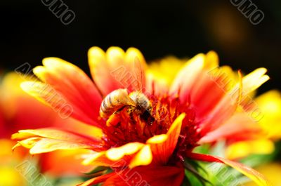 Red and orange flower