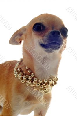 chihuahua with gold collar chihuahua with gold collar