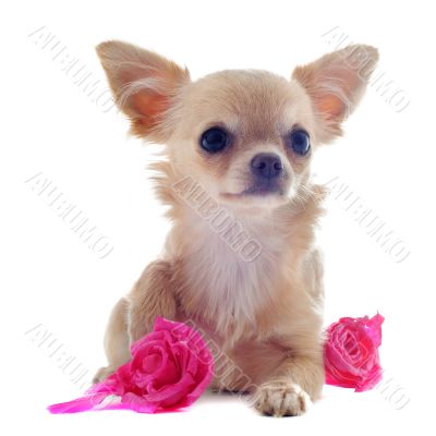 puppy chihuahua and flower