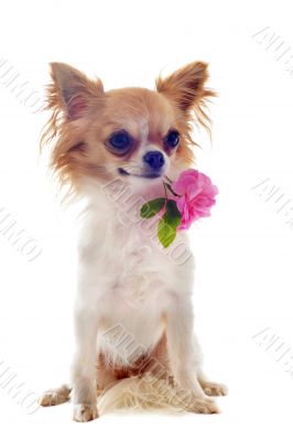 puppy chihuahua and flower