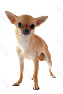 short hair chihuahua