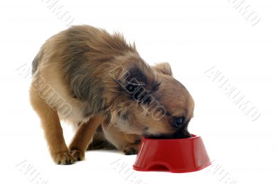 puppy chihuahua and food bowl