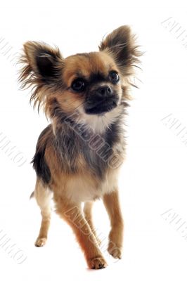 puppy chihuahua puppy chihuahua