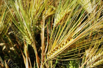 Tibetan wheat