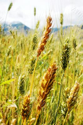 Tibetan wheat