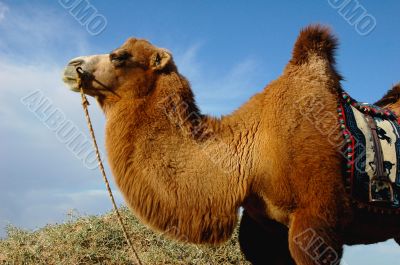 Camel Camel