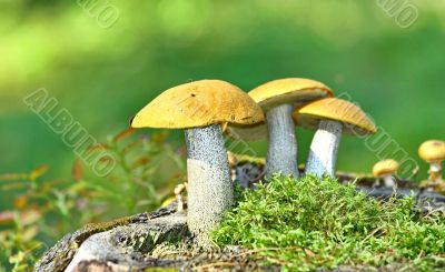 Mushrooms orange cap boletus on the moss