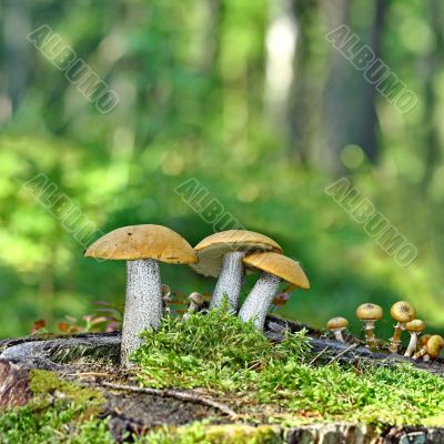 Mushrooms orange cap boletus on the moss