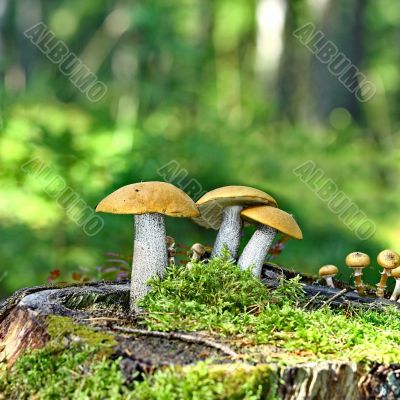 Mushrooms orange cap boletus on the moss