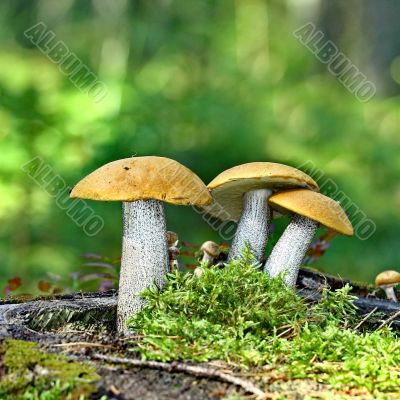 Mushrooms orange cap boletus on the moss