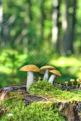 Mushrooms orange cap boletus on the moss Mushrooms orange cap boletus on the moss