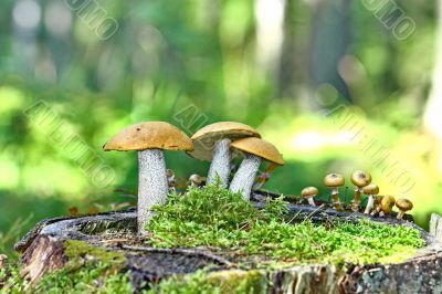Mushrooms orange cap boletus on the moss