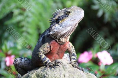 Australian Lizard on a rock