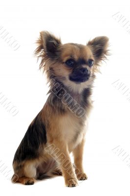 puppy chihuahua puppy chihuahua