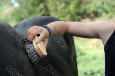 brushing an horse