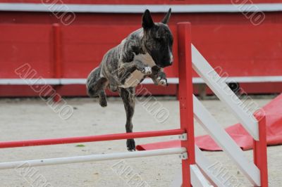 bull terrier in agility bull terrier in agility