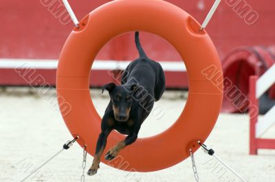 Manchester Terrier in agility Manchester Terrier in agility