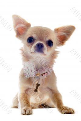 puppy chihuahua puppy chihuahua