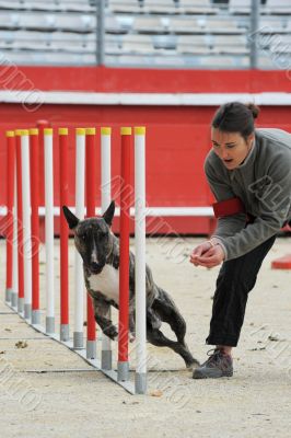  bull terrier in agility