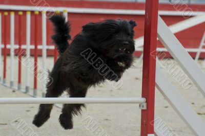 nizinny in agility