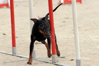 Manchester Terrier in agility Manchester Terrier in agility