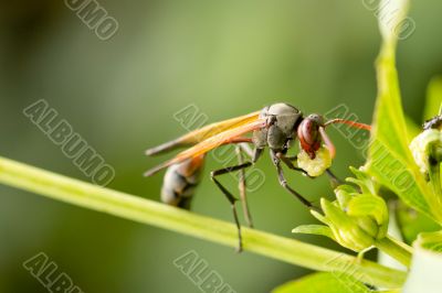 A wasp having a meal