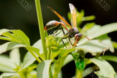 A wasp having a meal