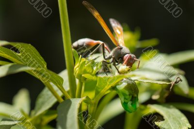 A wasp having a meal A wasp having a meal