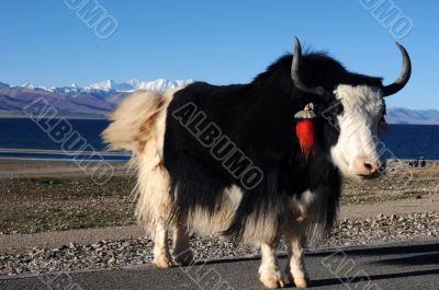 Tibetan yak at lakeside